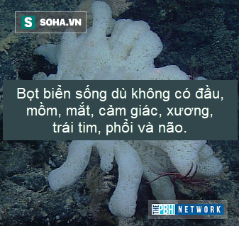 Sự thật thú vị: Đây là sinh vật có trước khủng long, và nó vẫn tồn tại đến tận ngày nay - Ảnh 3.