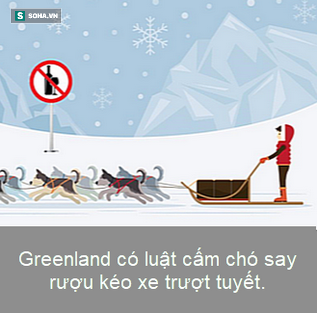 Sự thật thú vị: Bác sĩ thú y phải điều trị cho cả chó say rượu - Ảnh 1.