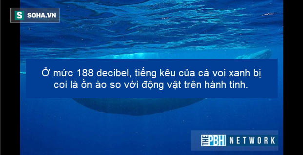 Ác quỷ đại dương: Trái Đất tồn tại một sinh vật có ba tim và máu màu xanh - Ảnh 2.