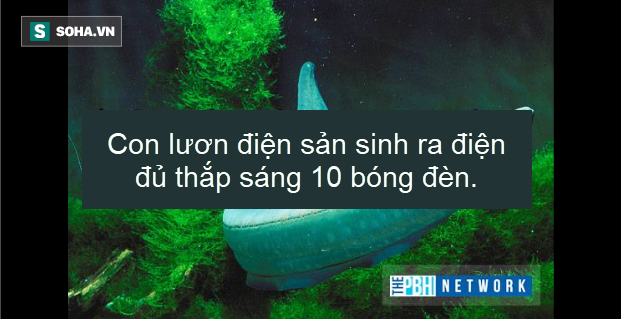 Ác quỷ đại dương: Trái Đất tồn tại một sinh vật có ba tim và máu màu xanh - Ảnh 4.