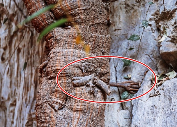 Cây bồ đề 3.000 năm tuổi mọc rễ giống bàn tay Phật - Ảnh 1.