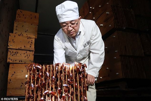 Hàng tỷ con gián đã giúp Trung Quốc xử lý 50 tấn thức ăn thừa mỗi ngày như thế nào? - Ảnh 3. Hàng tỷ con gián đã giúp Trung Quốc xử lý 50 tấn thức ăn thừa mỗi ngày như thế nào? - Ảnh 3.