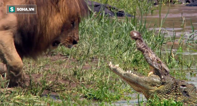 Rủ nhau lội qua sông, hai con sư tử đực gặp đại nạn khi đụng mặt vua đầm lầy - Ảnh 1.