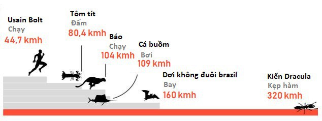 Sở hữu cú kẹp hàm tốc độ 320 km/h, cắn một phát chỉ mất 0,000015 giây, loài kiến lạ được vinh danh động vật nhanh nhất thế giới - Ảnh 4.