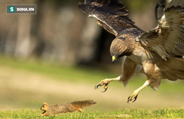 Phi thân lên trời như ninja, sóc thoát chết ngoạn mục khỏi nanh vuốt diều hâu - Ảnh 1.