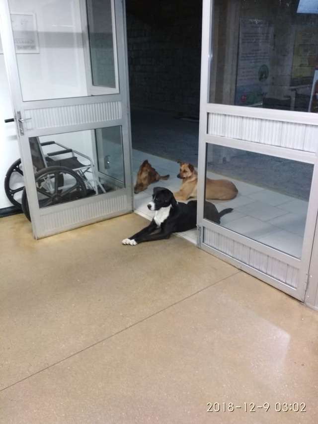 Hình ảnh cảm động: Người đàn ông vô gia cư nhập viện, 4 chú chó hoang đứng mong chờ ngoài cửa - Ảnh 3.