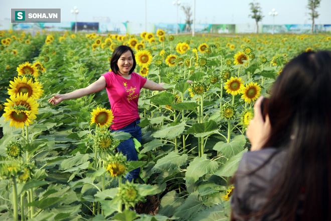Choáng ngợp trước cánh đồng hoa hướng dương tuyệt đẹp giữa Sài Gòn - Ảnh 10.
