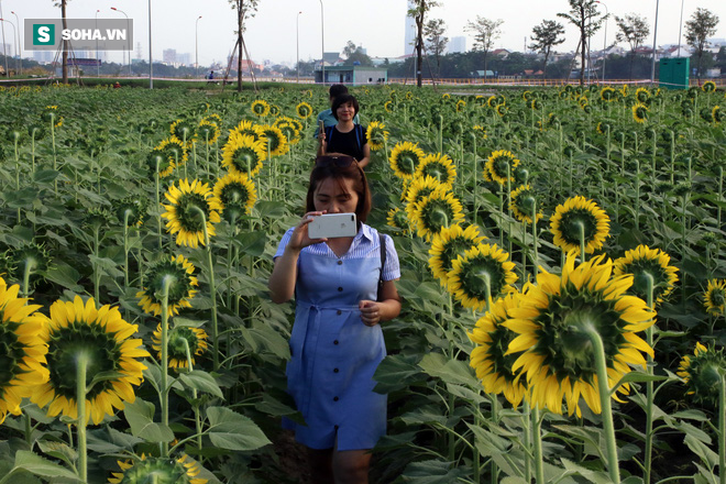 Choáng ngợp trước cánh đồng hoa hướng dương tuyệt đẹp giữa Sài Gòn - Ảnh 15.