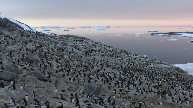 Lượng phân khổng lồ có thể thấy từ vũ trụ làm lộ ra đàn chim cánh cụt 1,5 triệu con gần Nam Cực - Ảnh 1.