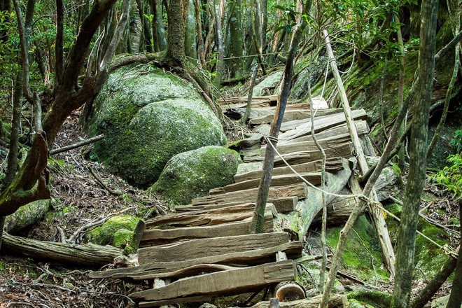 Mãn nhãn với khu rừng cổ tích đẹp lộng lẫy trên hòn đảo mưa không nghỉ ở Nhật Bản - Ảnh 2.