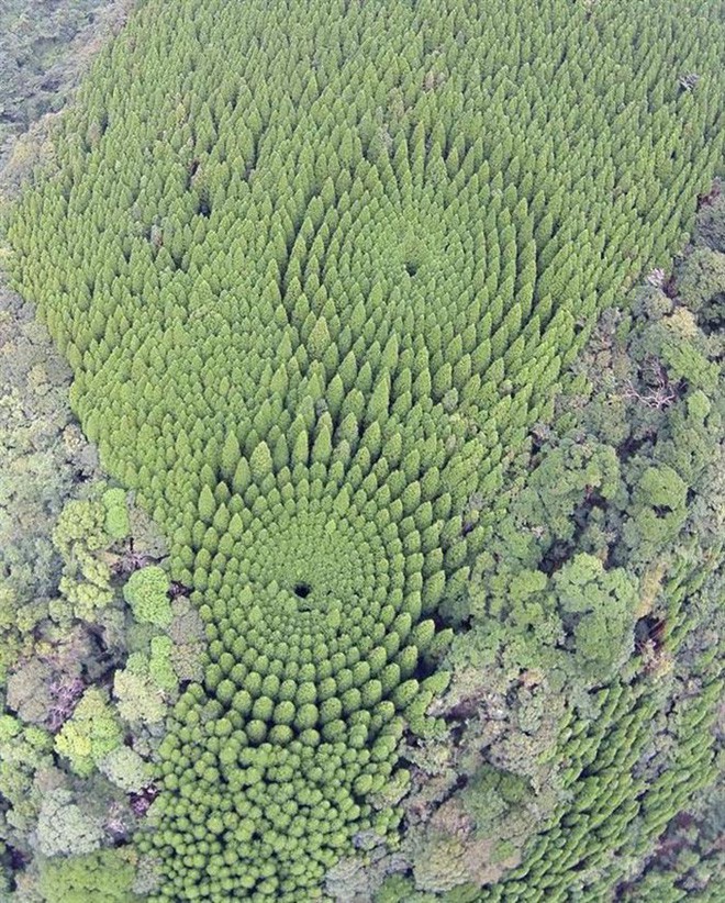 Thử nghiệm lâm nghiệp kéo dài gần nửa thế kỷ ở Nhật đã trở thành crop circles tuyệt đẹp - Ảnh 4.