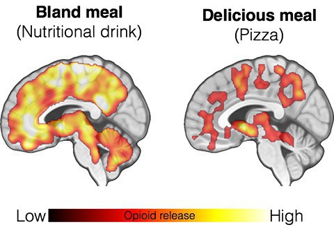 Khoa học đã tìm ra lý do bất ngờ đằng sau việc nghiện ăn pizza - Ảnh 2.