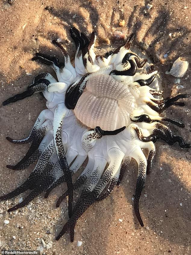 Quái vật kỳ dị thân nhiều xúc tu ngoe nguẩy xuất hiện tại bờ biển Úc - Ảnh 1.