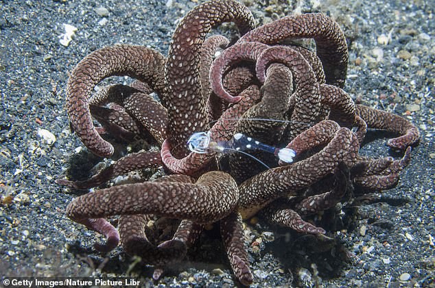 Quái vật kỳ dị thân nhiều xúc tu ngoe nguẩy xuất hiện tại bờ biển Úc - Ảnh 2.