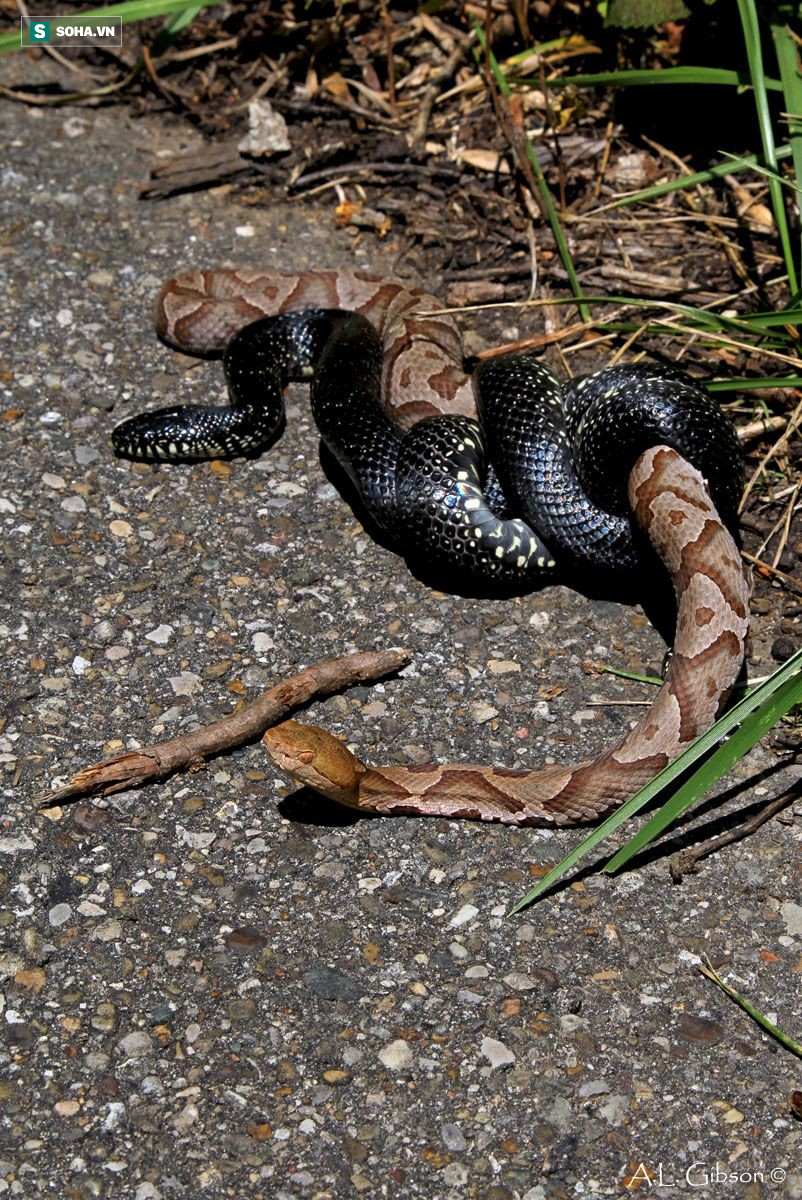 Сон змея ест змею. Малайский щитомордник. Гадюка и Кобра и уж. Гадюка 3 метра. Змея уж и гадюка.