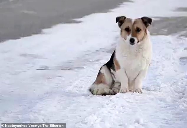 Cảm động chú chó chờ chủ ròng rã 6 tháng dưới cái lạnh -30 độ - Ảnh 1.