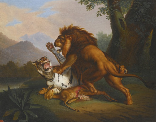 Hỏi cực khó: Hổ và sư tử đánh nhau, con nào sẽ thắng? - Ảnh 2.