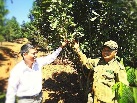 Cây tỉ đô ở Tây Nguyên giờ ra sao: Vào vườn mắc ca tính tiền cùng nông dân - Ảnh 1.