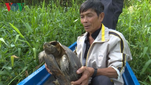 Thả con càng đước nặng hơn 11 kg về Khu bảo tồn thiên nhiên - Ảnh 1.