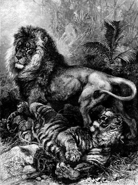 Hỏi cực khó: Hổ và sư tử đánh nhau, con nào sẽ thắng? - Ảnh 6.