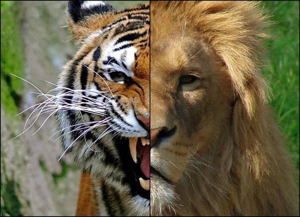 Hỏi cực khó: Hổ và sư tử đánh nhau, con nào sẽ thắng? - Ảnh 9.