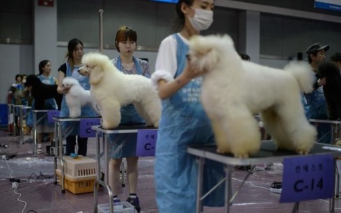Hàn Quốc thay đổi mạnh thái độ với nghề thịt chó và thói quen ăn chó - Ảnh 2.