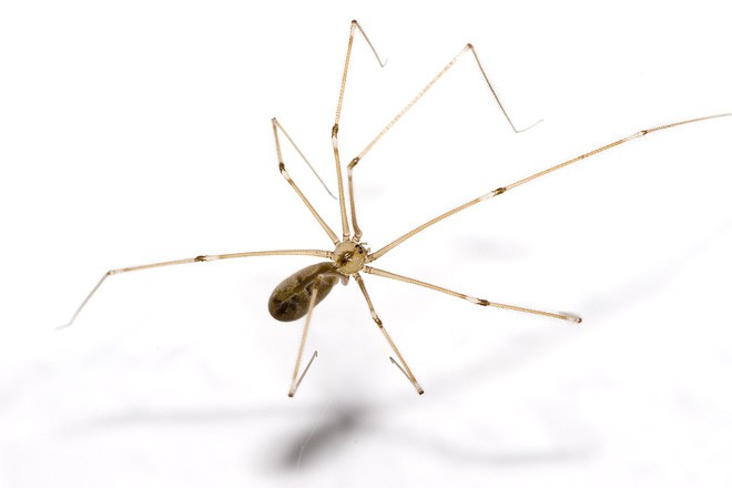 Khoa học bảo là đừng giết nhện, vừa bớt nghiệp sát sinh lại tốt cho hộ gia đình - Ảnh 3.