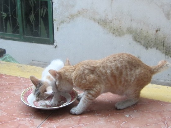 Phàn nàn nhóm bạn trẻ coi chó mèo hơn người sau 1 sự cố, bà mẹ trẻ khiến mạng xã hội dậy sóng - Ảnh 2.