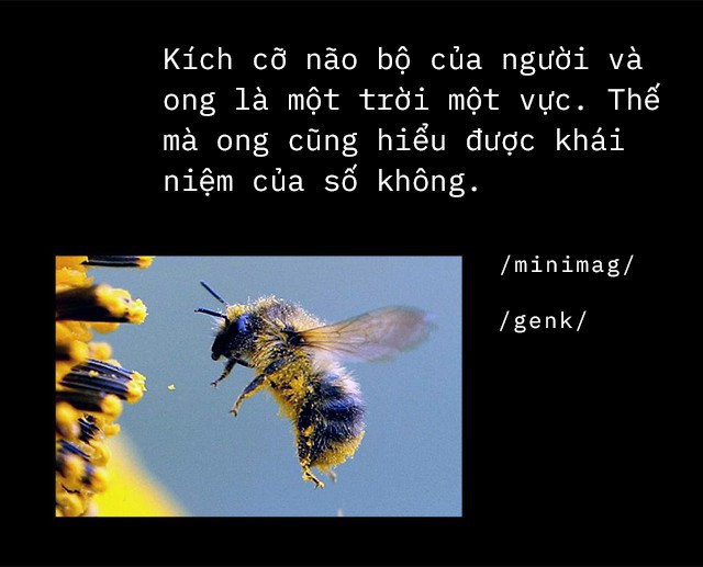 [mini moác] Số 0 - phát minh vĩ đại của nhân loại, đến não bộ con người cũng không hiểu hết - Ảnh 13.