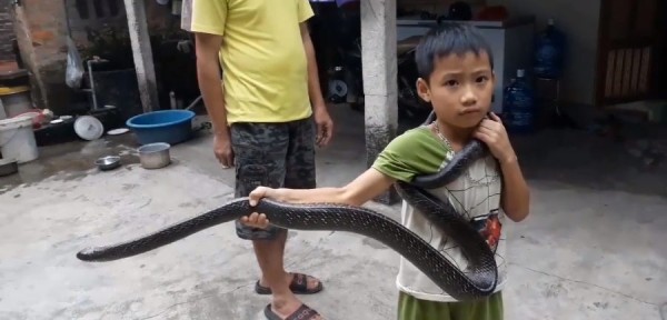 Bé trai 7 tuổi người Việt tay không chơi với rắn dài 2 mét lên báo Tây - Ảnh 2.