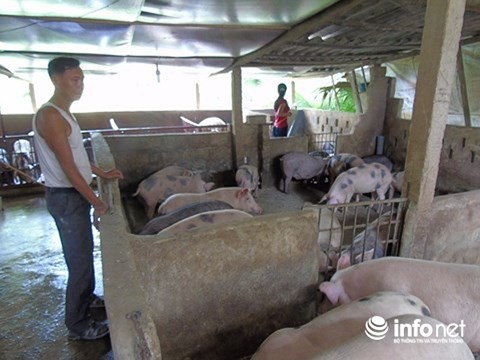 Hà Tĩnh: Kỷ luật phó chủ tịch xã sai phạm trong hỗ trợ vốn chăn nuôi lợn - Ảnh 3.