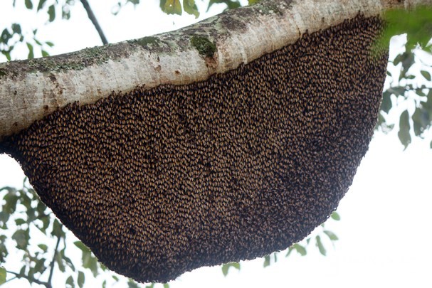 Từ 13 tổ ong, đến nay cây gạo ở Nghệ An đã có 60 tổ - Ảnh 2.