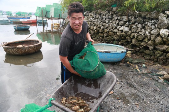 Tôm hùm ở Cam Ranh chỉ còn 100.000 đồng/kg sau bão - Ảnh 3.