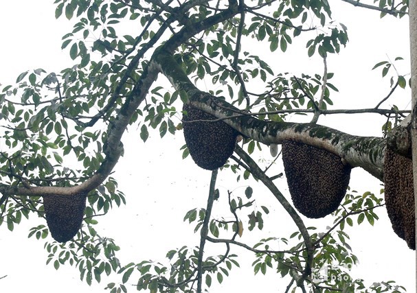 Từ 13 tổ ong, đến nay cây gạo ở Nghệ An đã có 60 tổ - Ảnh 3.