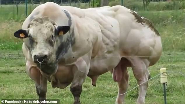 Hãi hùng bò đột biến gien, cơ bắp nổi cuộn như lực sĩ - Ảnh 1.