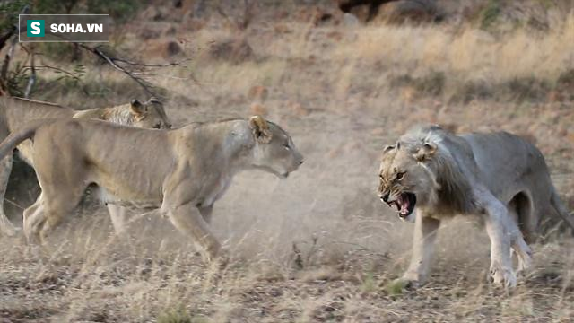 Vừa săn mồi thành công, cả bầy sư tử bỗng xúm lại làm hành động khó hiểu - Ảnh 1.