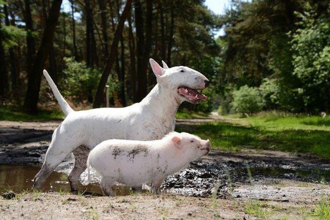 Tan chảy với loạt ảnh về tình yêu mù quáng của các con vật không cùng giống loài - Ảnh 21.