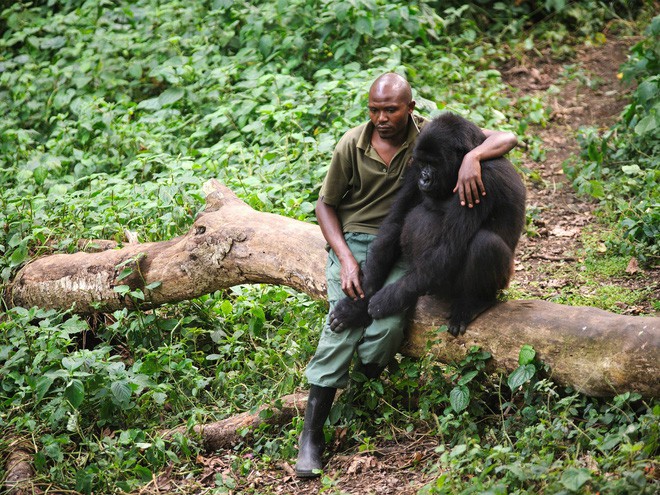 Ghé thăm khu vườn tuyệt diệu và nguy hiểm bậc nhất châu Phi: Virunga - Ảnh 10.