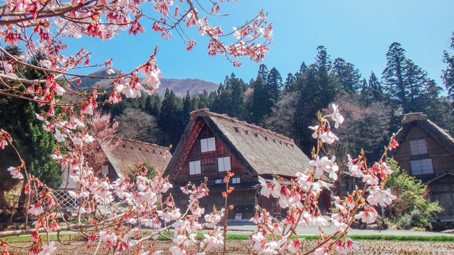 Cuộc sống yên bình của người dân trong 150 ngôi nhà mái dốc thuộc ngôi làng đẹp nhất Nhật Bản - Ảnh 29.