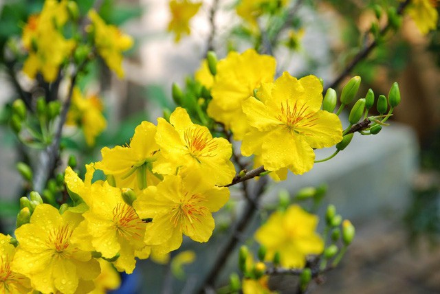 Những loại hoa mang tài, rước lộc vào nhà nhất định phải trưng ngày Tết - Ảnh 2.