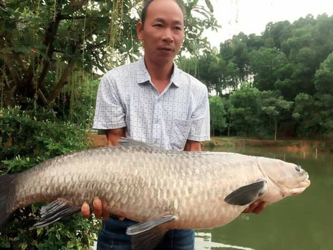 Ông bố đam mê câu cá dọn nhà ra biệt thự cạnh đầm ở, quyết tâm săn cá khủng 14kg mới về nhà ăn Tết với vợ con  - Ảnh 3.