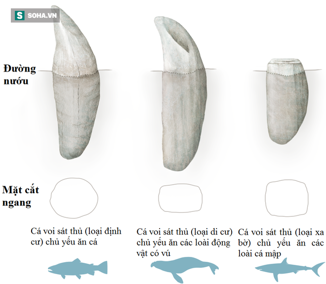 Trò chơi vương quyền trên biển (P4): Sáng tỏ hiểu lầm về loài cá voi sát thủ - Ảnh 2.