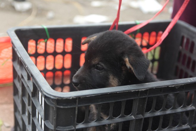Thích thú đến chợ chó con ở Nghệ An vào ngày 29 Tết - Ảnh 11.