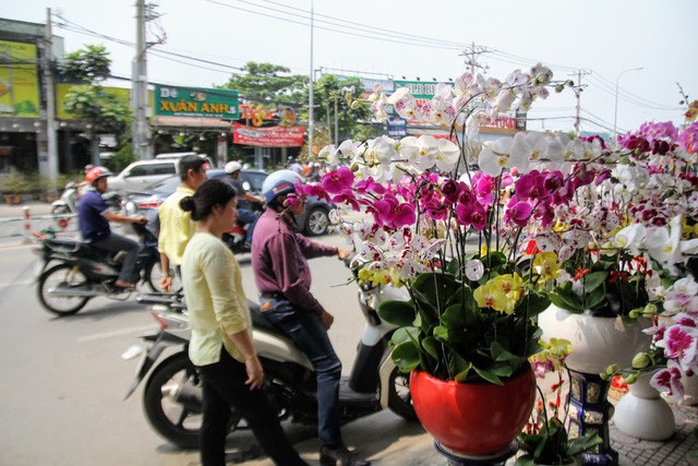 1 triệu đồng một cành lan, người Sài Gòn đổ xô mua - Ảnh 6.