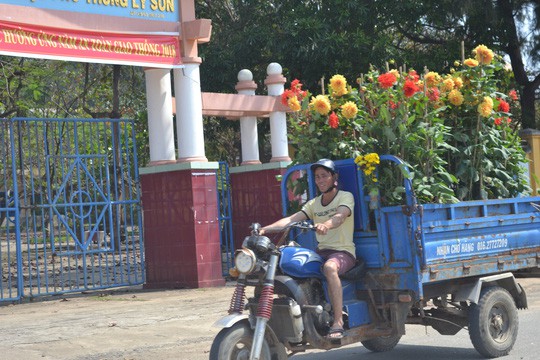 Chở Tết ra đảo Lý Sơn - Ảnh 8.