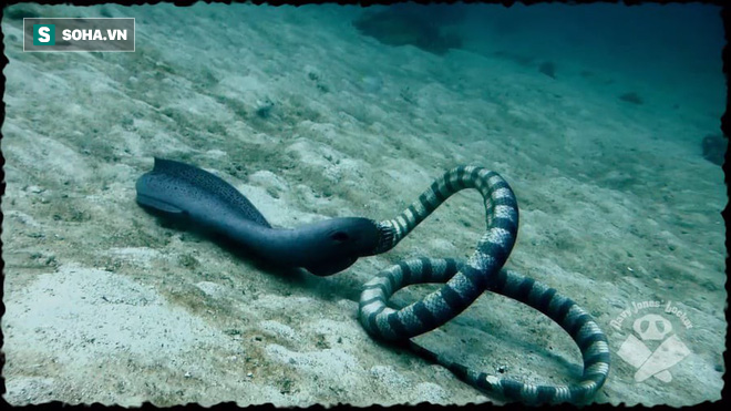 Giận cá chém thớt: Để hụt con mồi ngon, rắn độc quay ra tấn công luôn người quay phim - Ảnh 1.