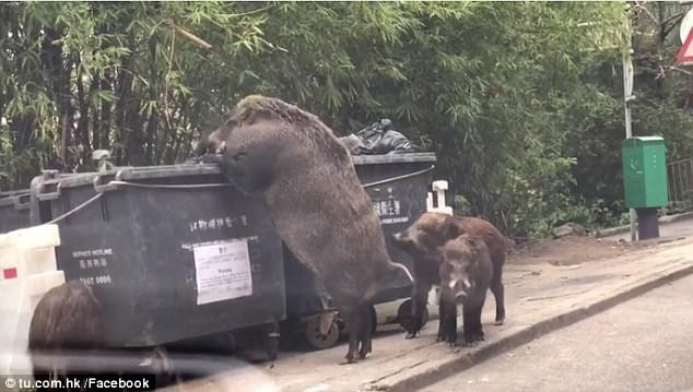 Lợn rừng khổng lồ đang tung tăng đi lục thùng rác kiếm ăn trong thành phố - Ảnh 2.