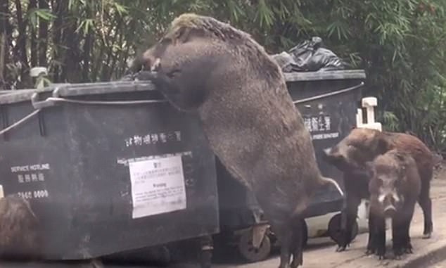 Lợn rừng khổng lồ đang tung tăng đi lục thùng rác kiếm ăn trong thành phố - Ảnh 3.