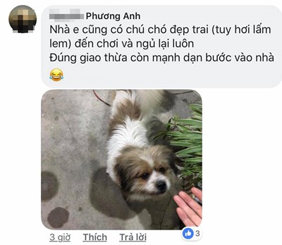 Chó lạ chạy vào nhà đêm giao thừa, dân mạng nháo nhác hỏi nhau điềm gở hay may - Ảnh 5.