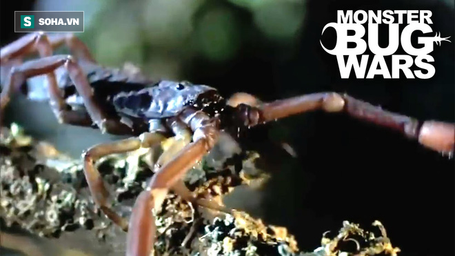 Nhện vuốt dài đấu với bọ cạp rừng đỏ: Trận chiến ác liệt đến phút cuối cùng - Ảnh 7.